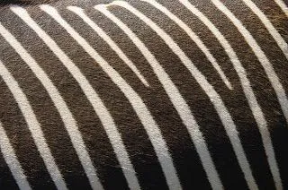 Textura de piel de una cebra | Imagenes Sin Copyright Textura de piel de una cebra | Imagenes Sin Copyright
