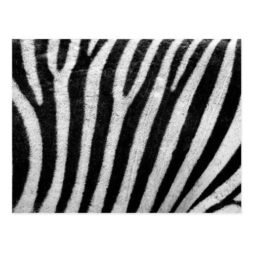 textura de la piel de la cebra tarjeta postal | Zazzle