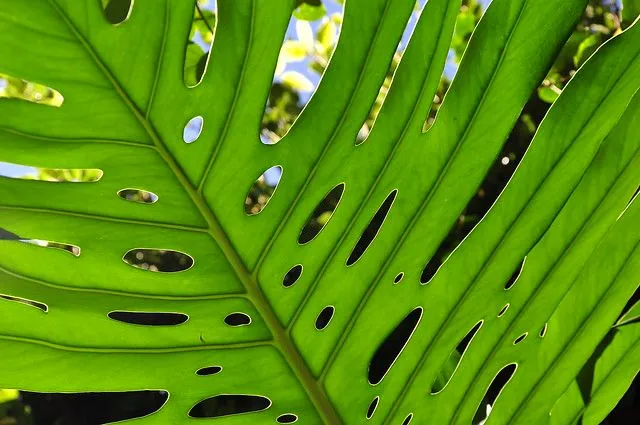TEXTURA VERDE - (23) | Flickr - Photo Sharing!
