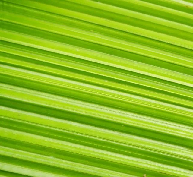 TEXTURA VERDE | Flickr - Photo Sharing!