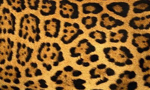 Texturas de animales - Imagui