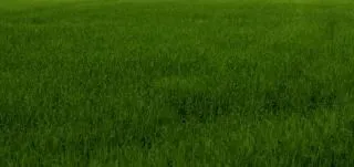 texture erba verde, erba | Scaricare foto gratis texture erba verde, erba | Scaricare foto gratis
