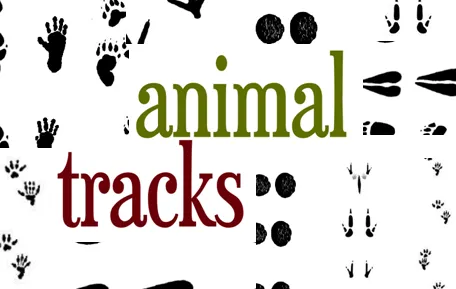 The 10 kids project: Animal tracks!