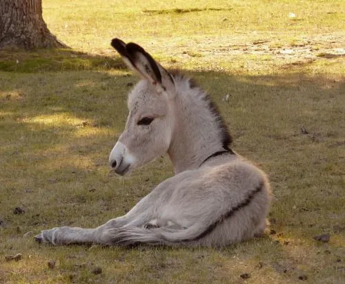 The Animal Blog — Burrito (by FernandoRey)