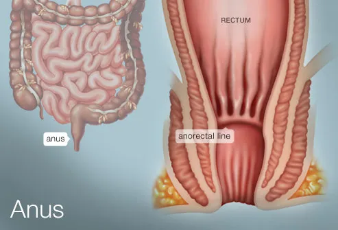 The Anus (Human Anatomy): Picture, Definition, Conditions, & More The Anus (Human Anatomy): Picture, Definition, Conditions, & More