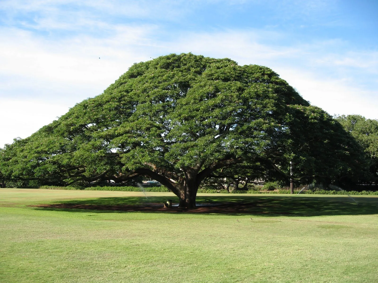 The Biggest Plant Dictionary: Samanea saman The Biggest Plant Dictionary: Samanea saman