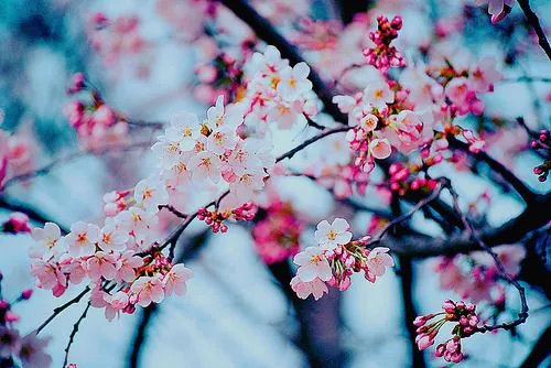 The Blossom Blog