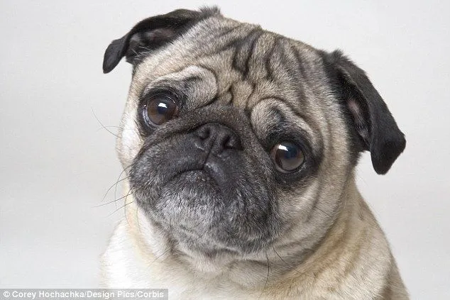 The celebrity owners who give their ugly pugs a facelift | Daily ... The celebrity owners who give their ugly pugs a facelift | Daily ...