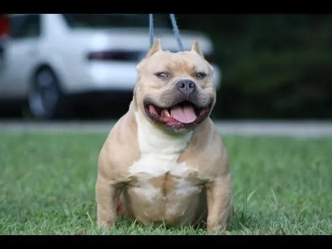 The difference in an American Bully and a Pit Bull - YouTube
