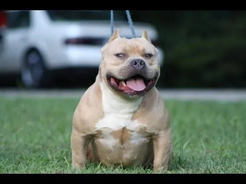 The difference in an American Bully and a Pit Bull - YouTube The difference in an American Bully and a Pit Bull - YouTube