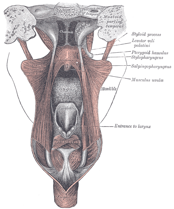 The Fauces - Human Anatomy