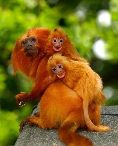 The Golden Lion Tamarin (Leontopithecus Rosalia, Brazilian ...