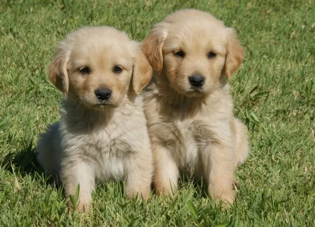 Perritos tiernos imagen en grande perritos golden - Imagui Perritos tiernos imagen en grande perritos golden - Imagui