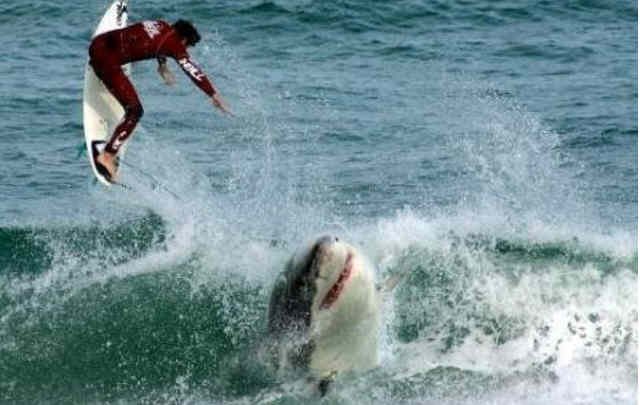 THE GREAT WHITE SHARK Carcharodon carcharias EL GRAN TIBURON ...