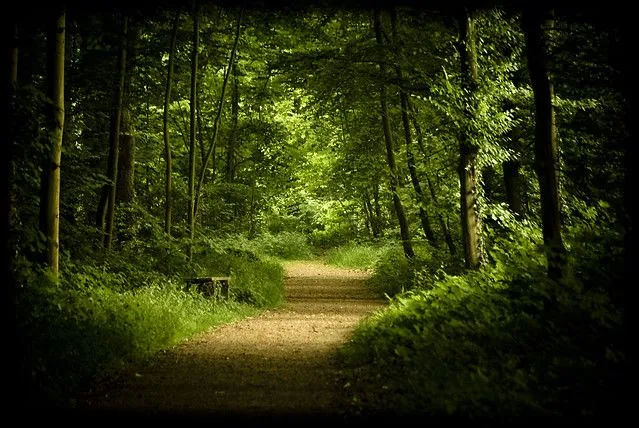 The Green Path - a gallery on Flickr
