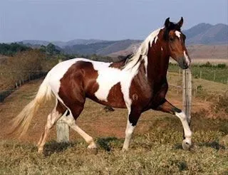 The Horse World