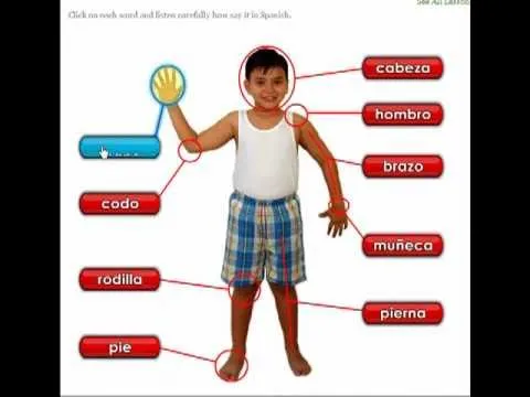 the human body - el cuerpo humano - YouTube