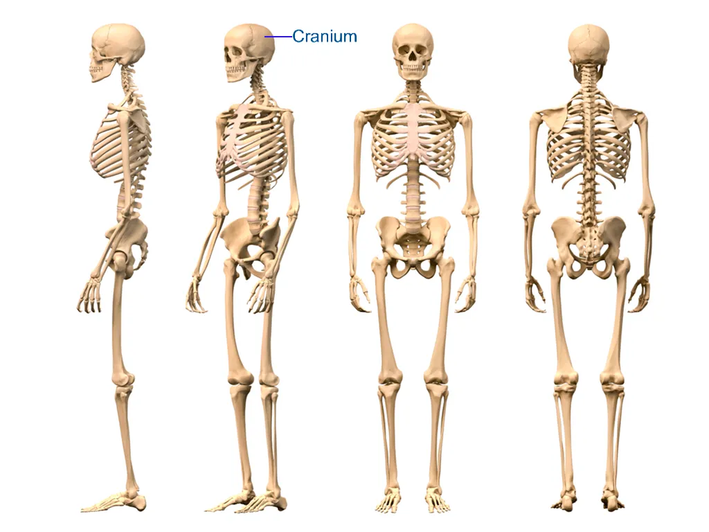 The Human Skeletal System HD - Aplicaciones Android en Google Play The Human Skeletal System HD - Aplicaciones Android en Google Play