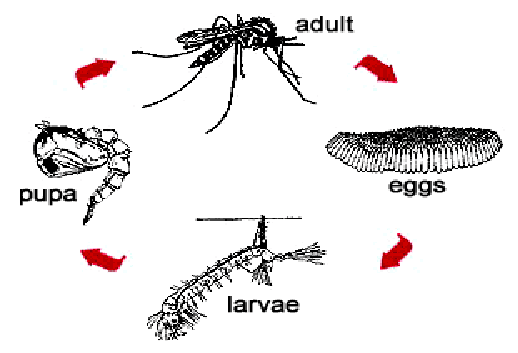 the live in Rural: Ciclo de vida