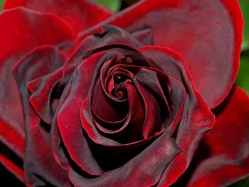 The meanings of different coloured roses on Valentines Day ... The meanings of different coloured roses on Valentines Day ...