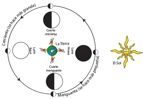 The Moon's phases in Oreos :: NASA Space Place The Moon's phases in Oreos :: NASA Space Place