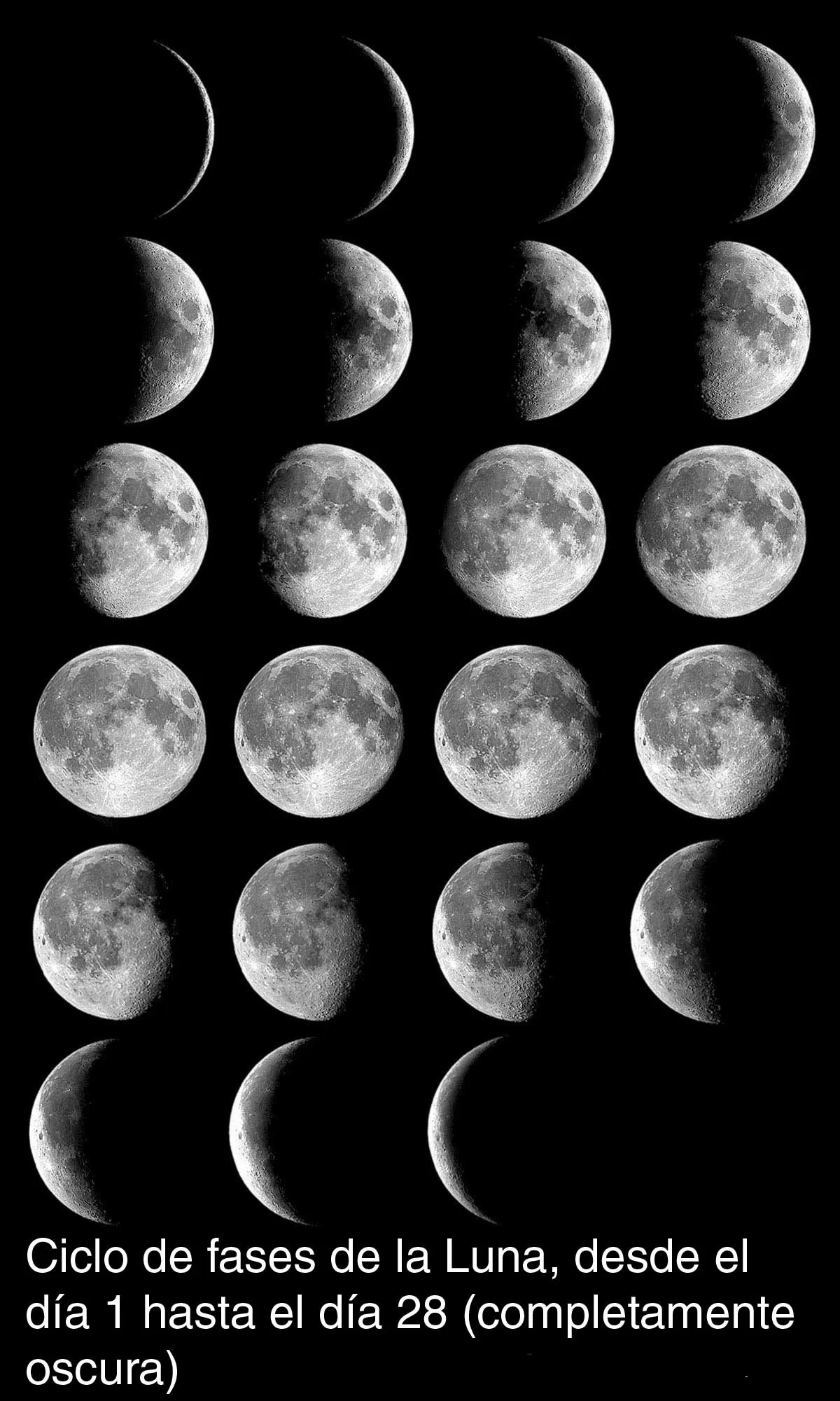 The Moon's phases in Oreos :: NASA's The Space Place