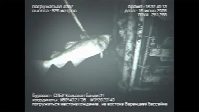 The New Evidence:Oil Derrick Mermaid Sighting | Mermaids | Animal ... The New Evidence:Oil Derrick Mermaid Sighting | Mermaids | Animal ...