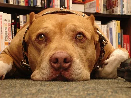 The Perfect Dog: Daddy el perro de César Millan fallece The Perfect Dog: Daddy el perro de César Millan fallece