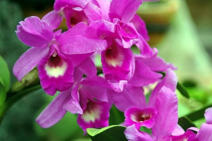 The Purple Country Girl: History of Costa Rica's National Flower ... The Purple Country Girl: History of Costa Rica's National Flower ...