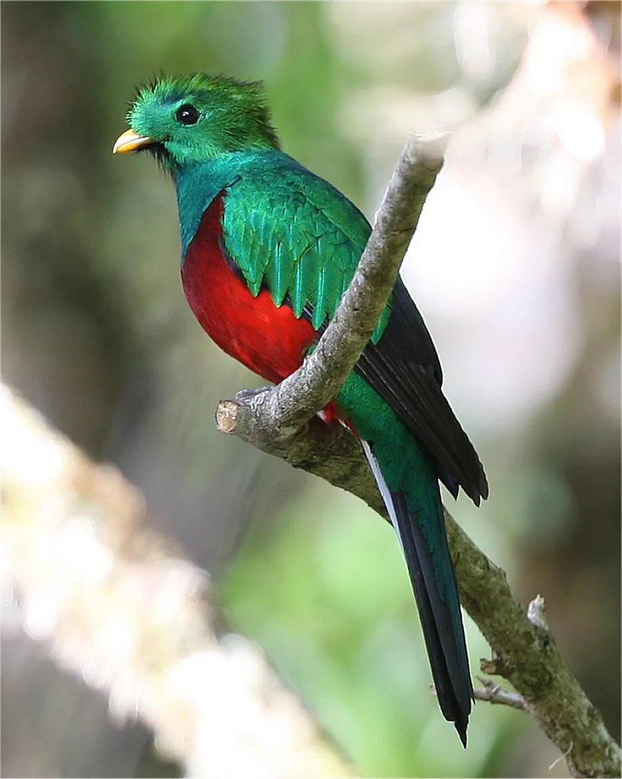 The Quetzal Bird | Beauty Of Bird