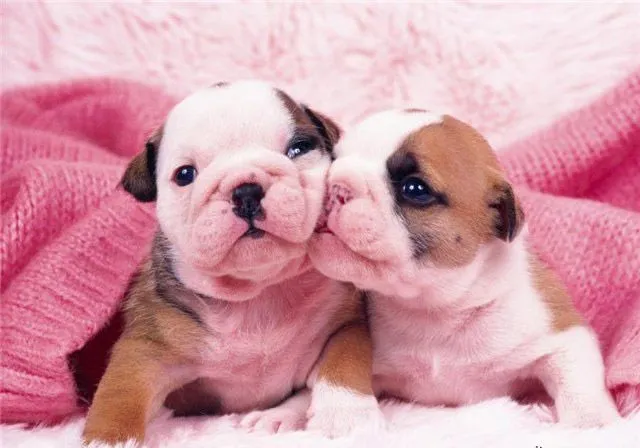 The Uranium Diaries: Tiernos y Amorosos Animales - Cachorritos ...