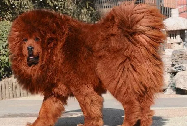 The World of Dogs: El Perro Mas Caro Del Mundo