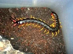 The World's Best Photos of centipede and cienpies - Flickr Hive Mind The World's Best Photos of centipede and cienpies - Flickr Hive Mind