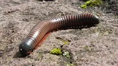 The World's Best Photos of bug and cienpies - Flickr Hive Mind The World's Best Photos of bug and cienpies - Flickr Hive Mind