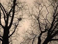 The World's Best Photos of ramificaciones - Flickr Hive Mind The World's Best Photos of ramificaciones - Flickr Hive Mind
