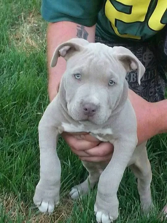 This has got to be the most beautiful pit bull I've ever seen! A ...