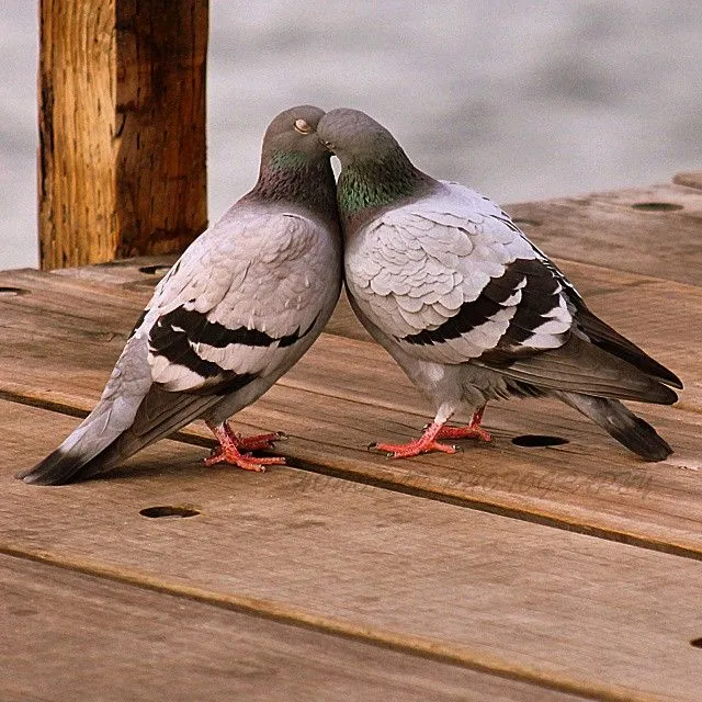 thiscouldbeus #pigeons in #love #birds #enamorados #pichones #pier ... thiscouldbeus #pigeons in #love #birds #enamorados #pichones #pier ...