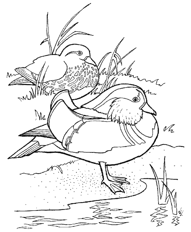 Dibujos para colorear de Patos, anatidae, anátidas, anade, ansar ...