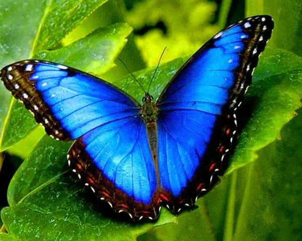 LA TÍA MARUJA: Los colores de las alas de las mariposas.