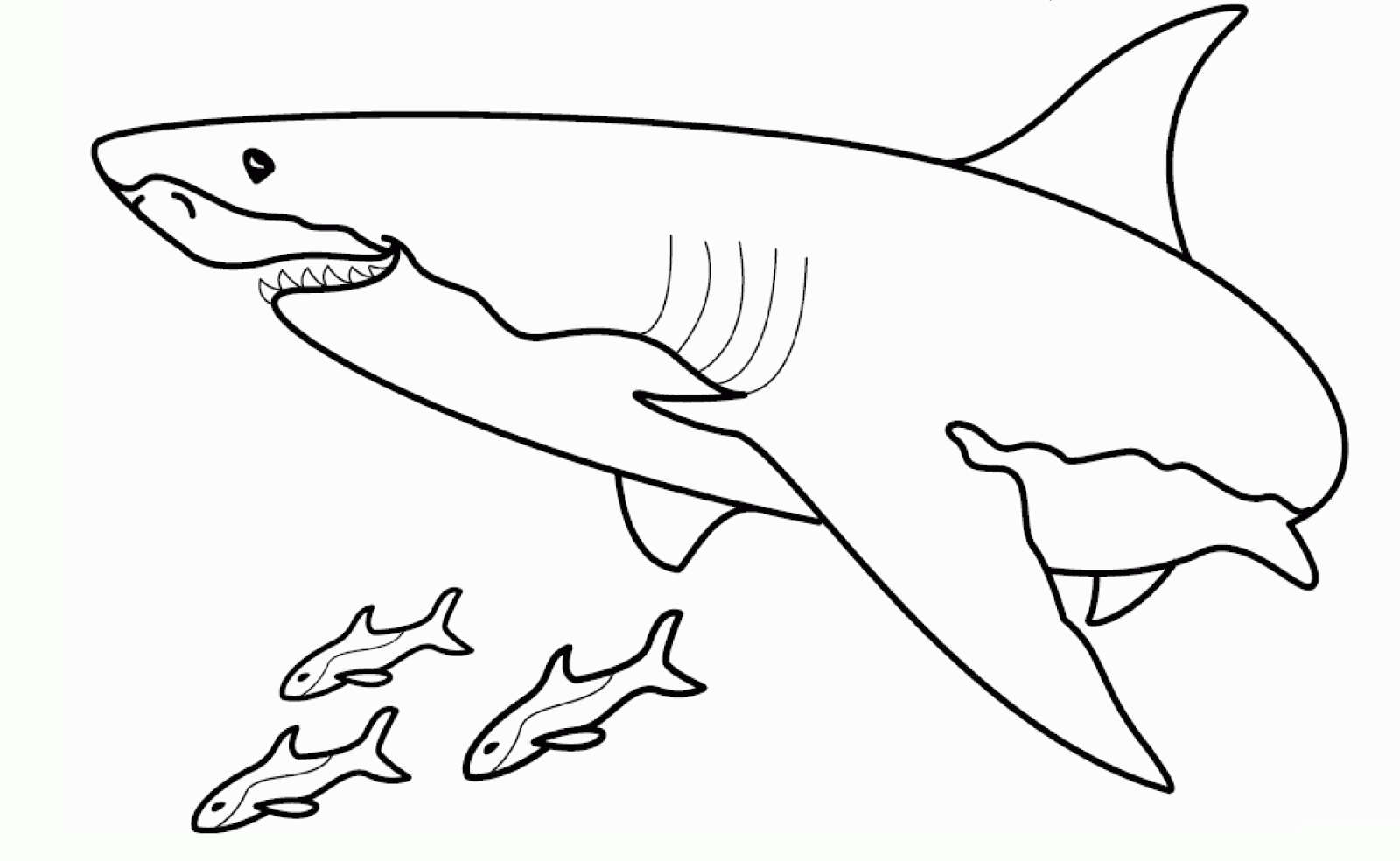 Tiburón blanco para dibujar - Imagui