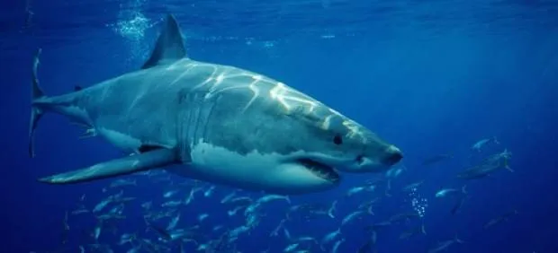 El tiburón blanco se hace fuerte en las costas de California e ...