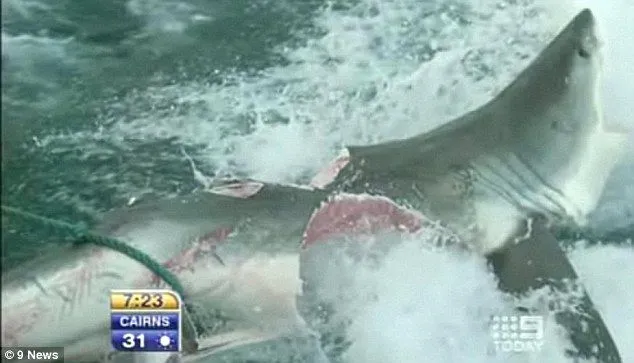 Tiburón blanco literalmente partido a la mitad por otro “monstruo ... Tiburón blanco literalmente partido a la mitad por otro “monstruo ...
