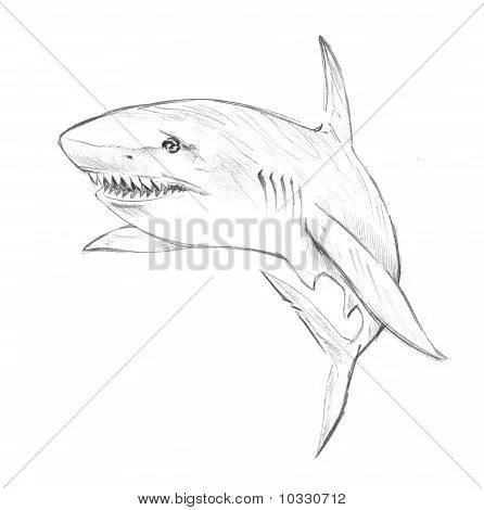 Tiburón dibujados a mano Fotos stock e Imágenes stock | Bigstock