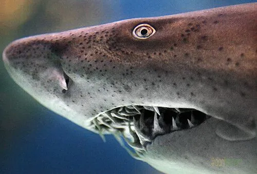 Tiburón toro | Wikifaunia, tu enciclopedia de animales Tiburón toro | Wikifaunia, tu enciclopedia de animales
