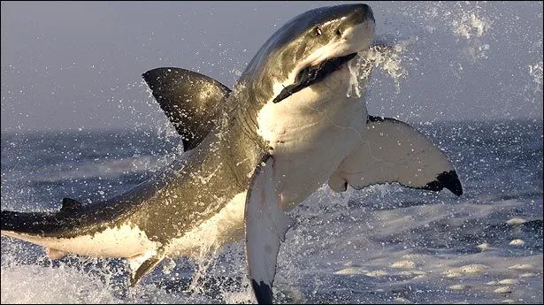 tiburon+blanco.jpg