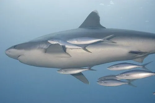 Tiburones bebés - Imagui