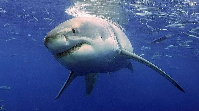 Tibu Rones Fotos de tiburones - Imagui