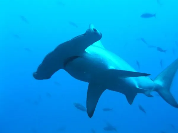 Tiburones Fotos e información - Taringa!