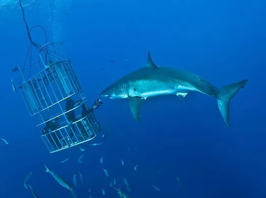 Tiburones gigantes » TIBURONPEDIA