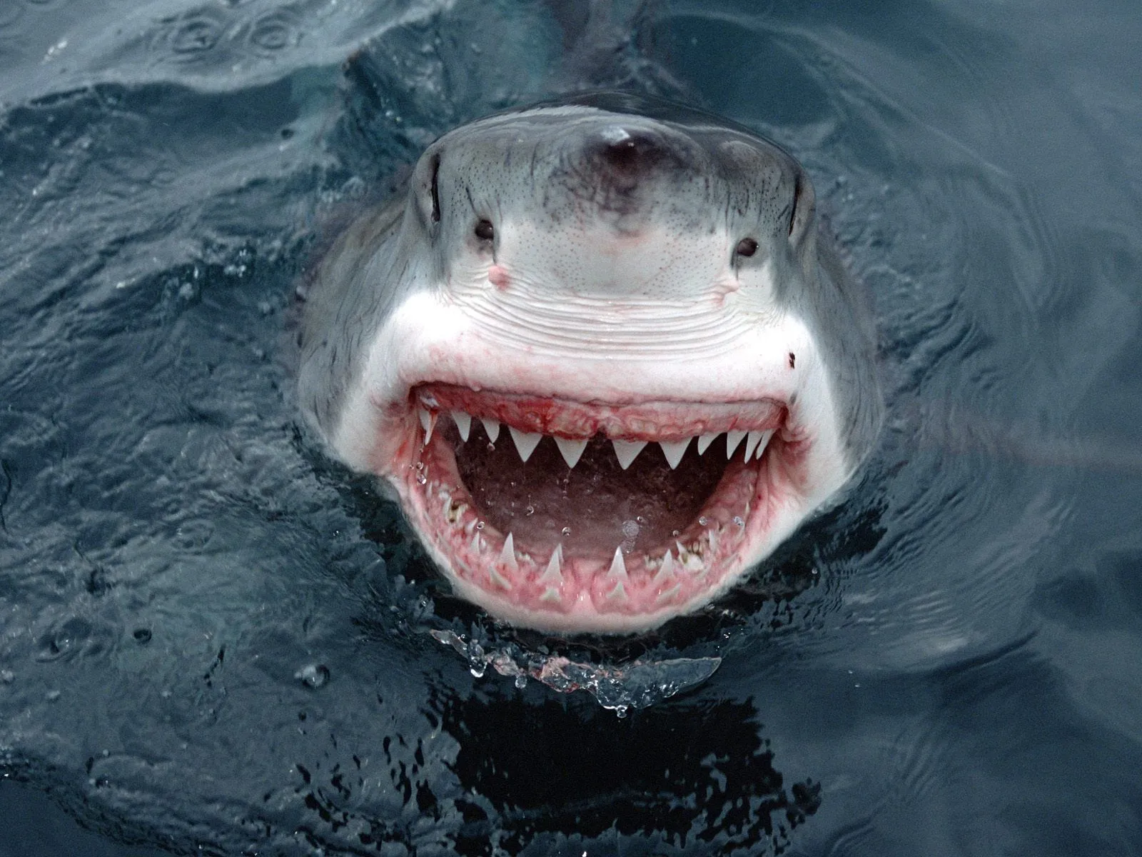 Tiburones Hd Wallpapers Num2 | NEWSMOV